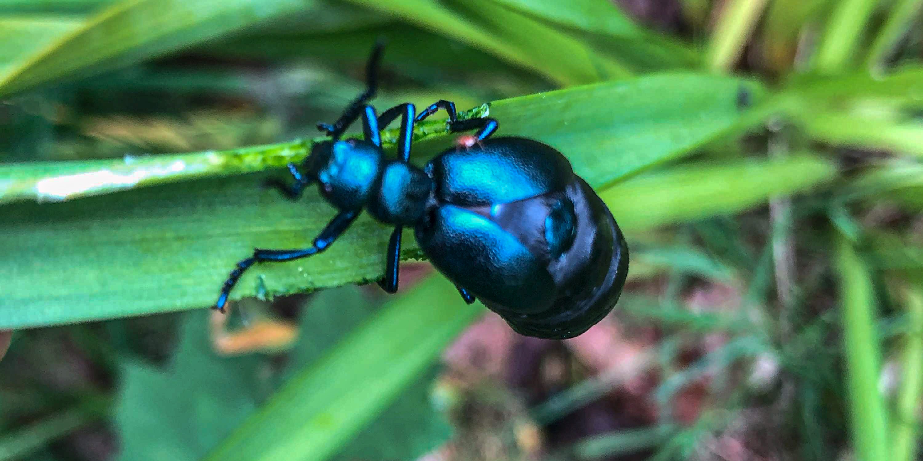 Beetle Banner Placeholder