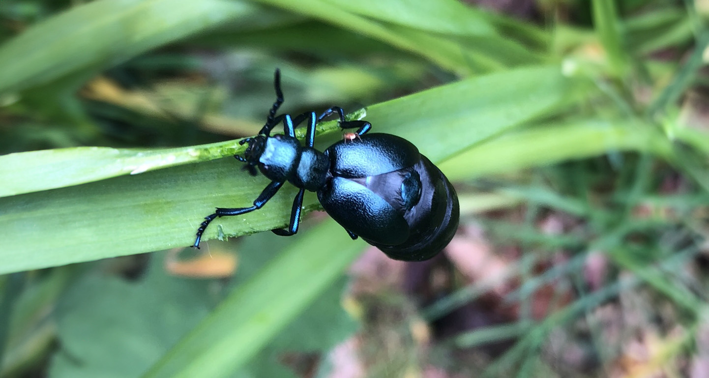 Beetle Banner Placeholder