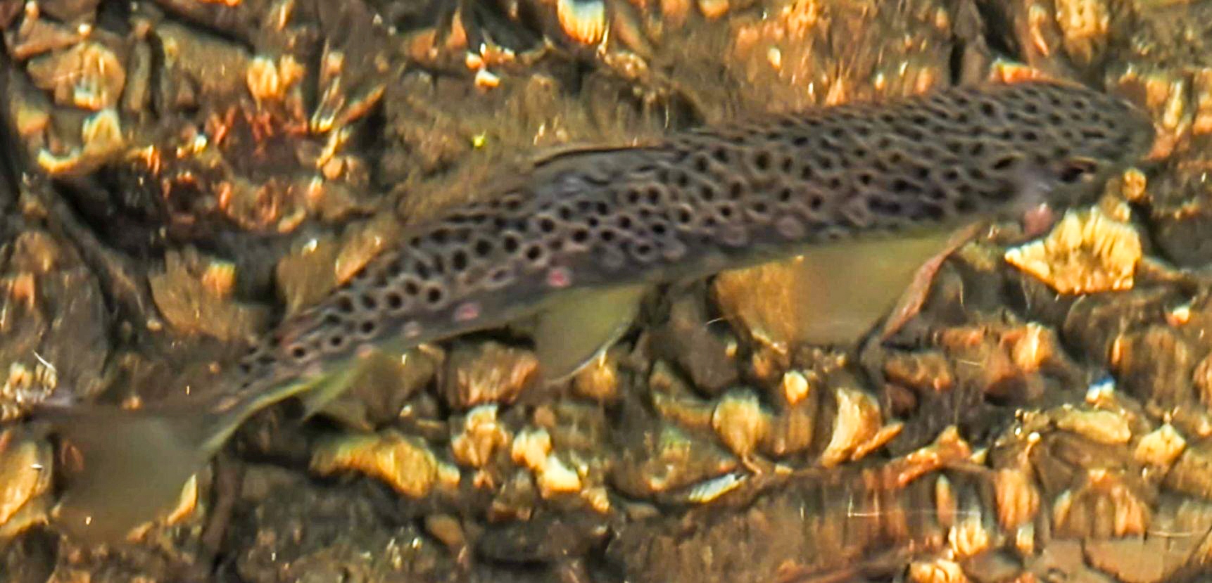 Bird Banner Placeholder