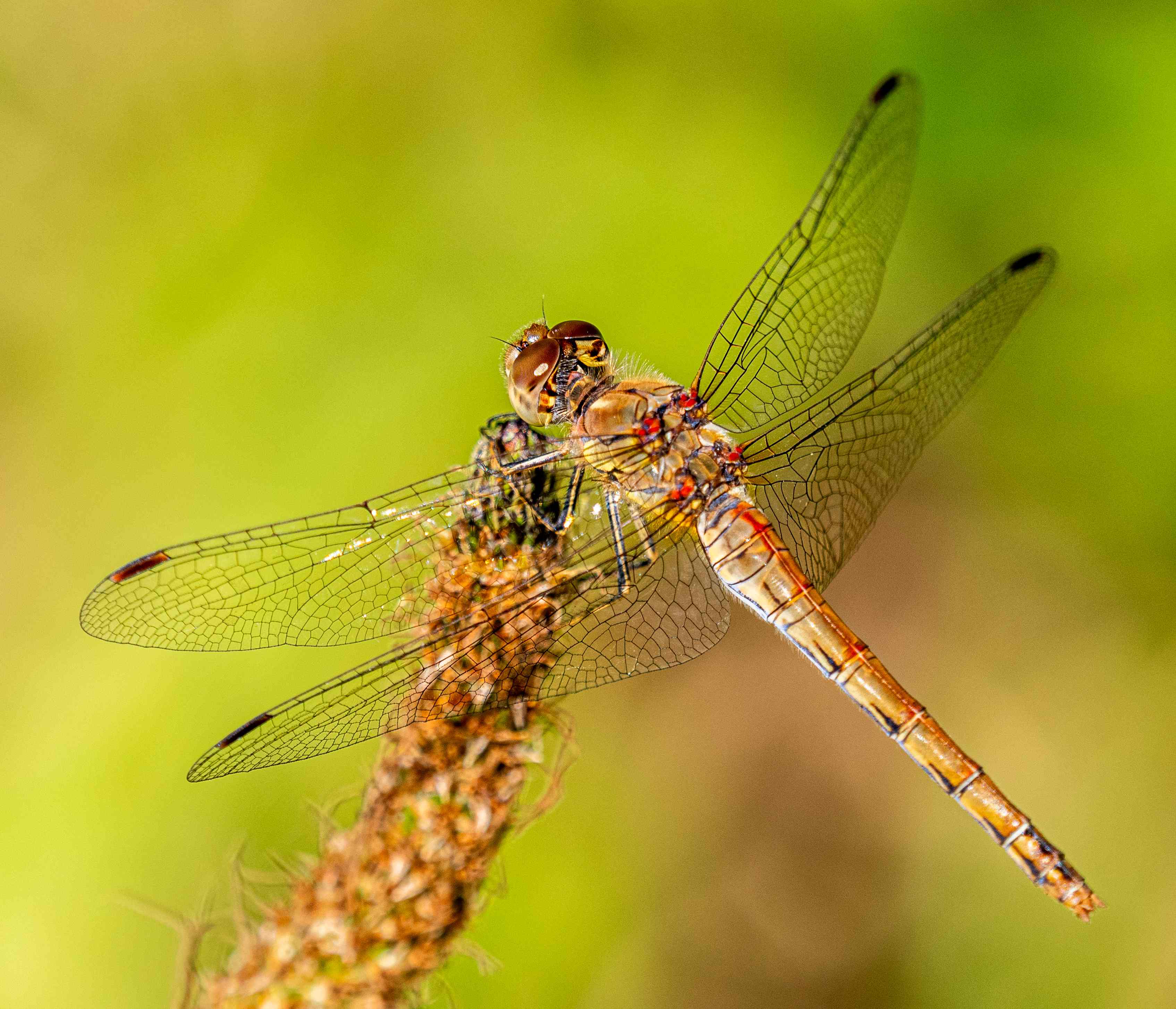Dragonfly and Damselfly Banner Placeholder