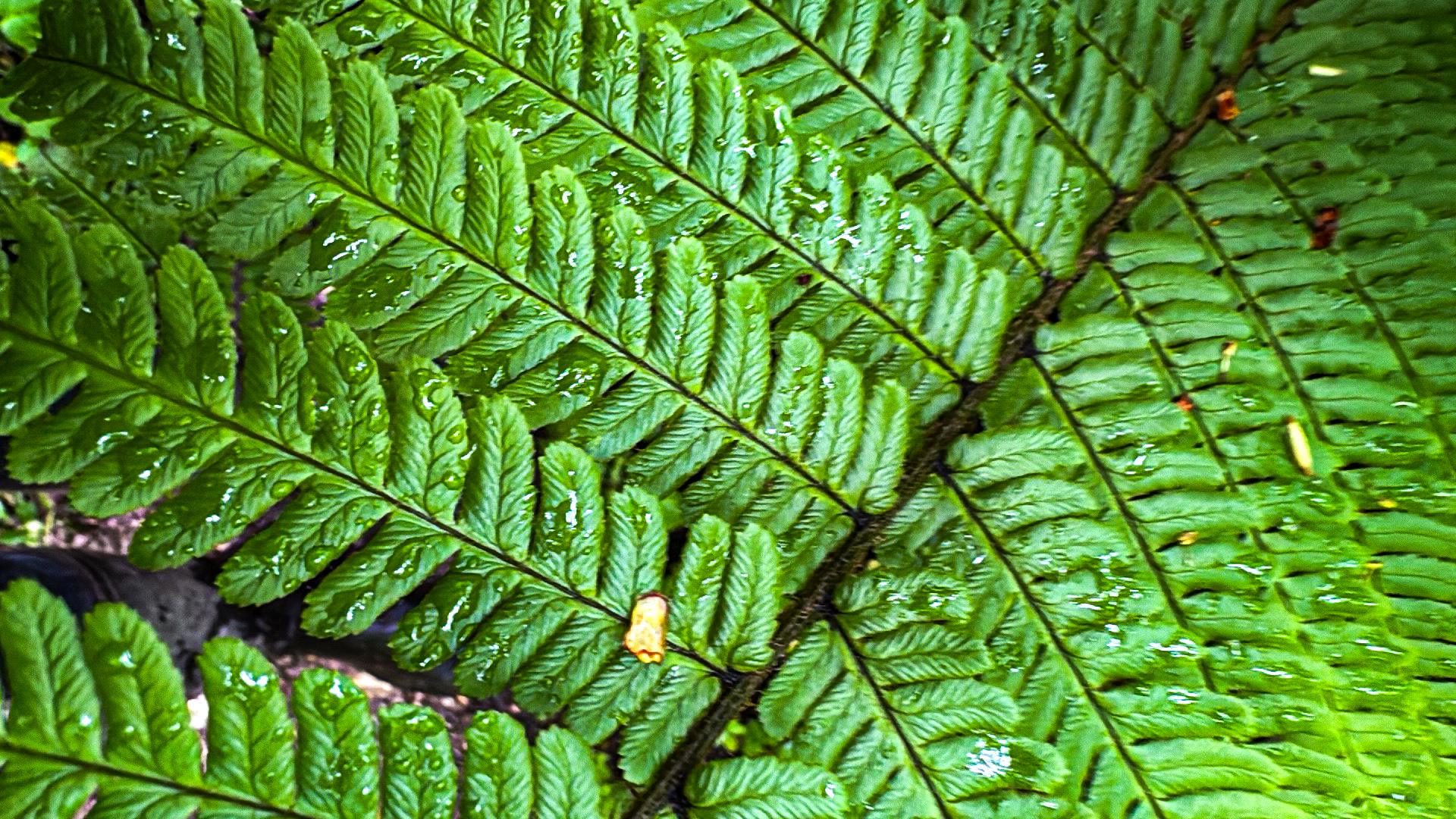 Bird Banner Placeholder