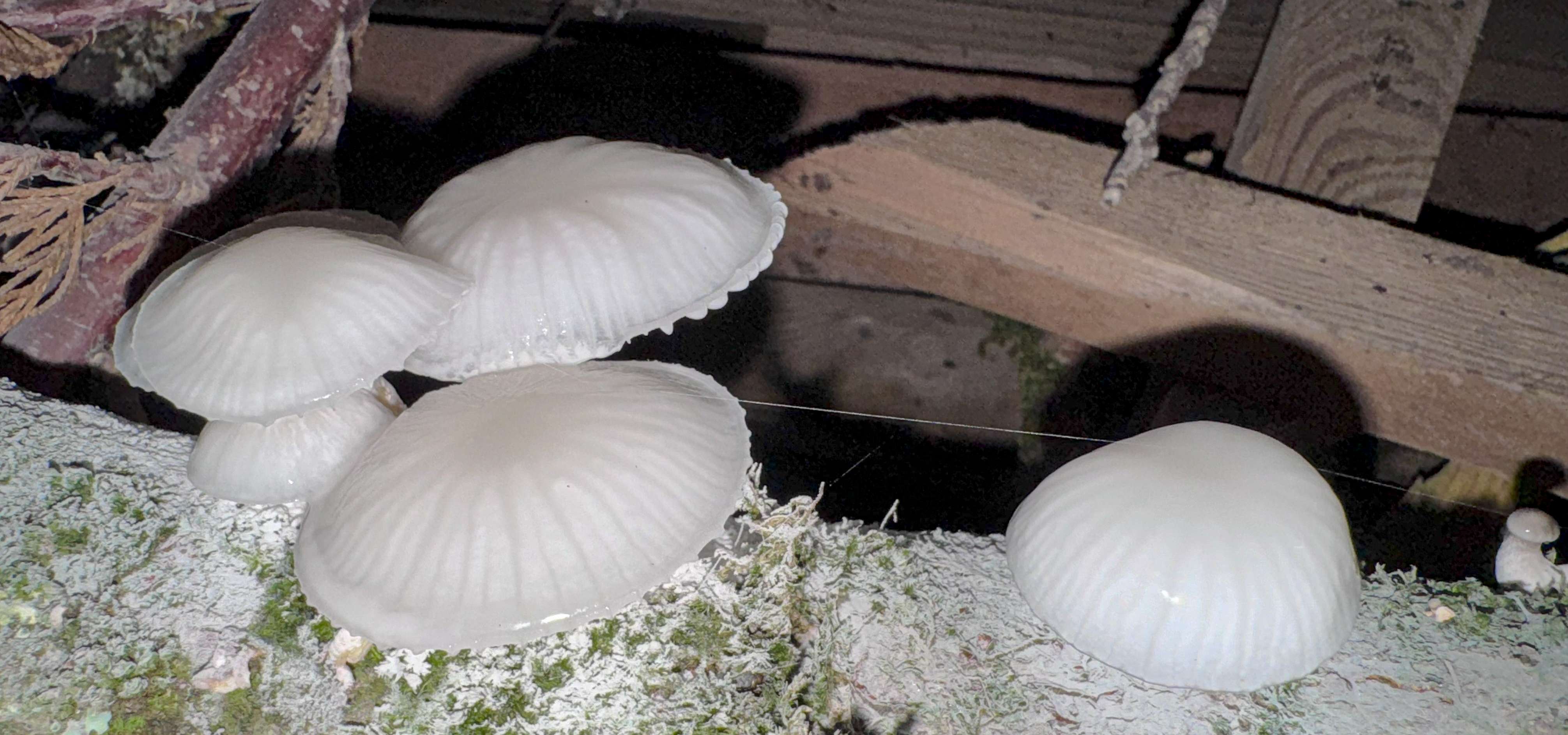 Bird Banner Placeholder