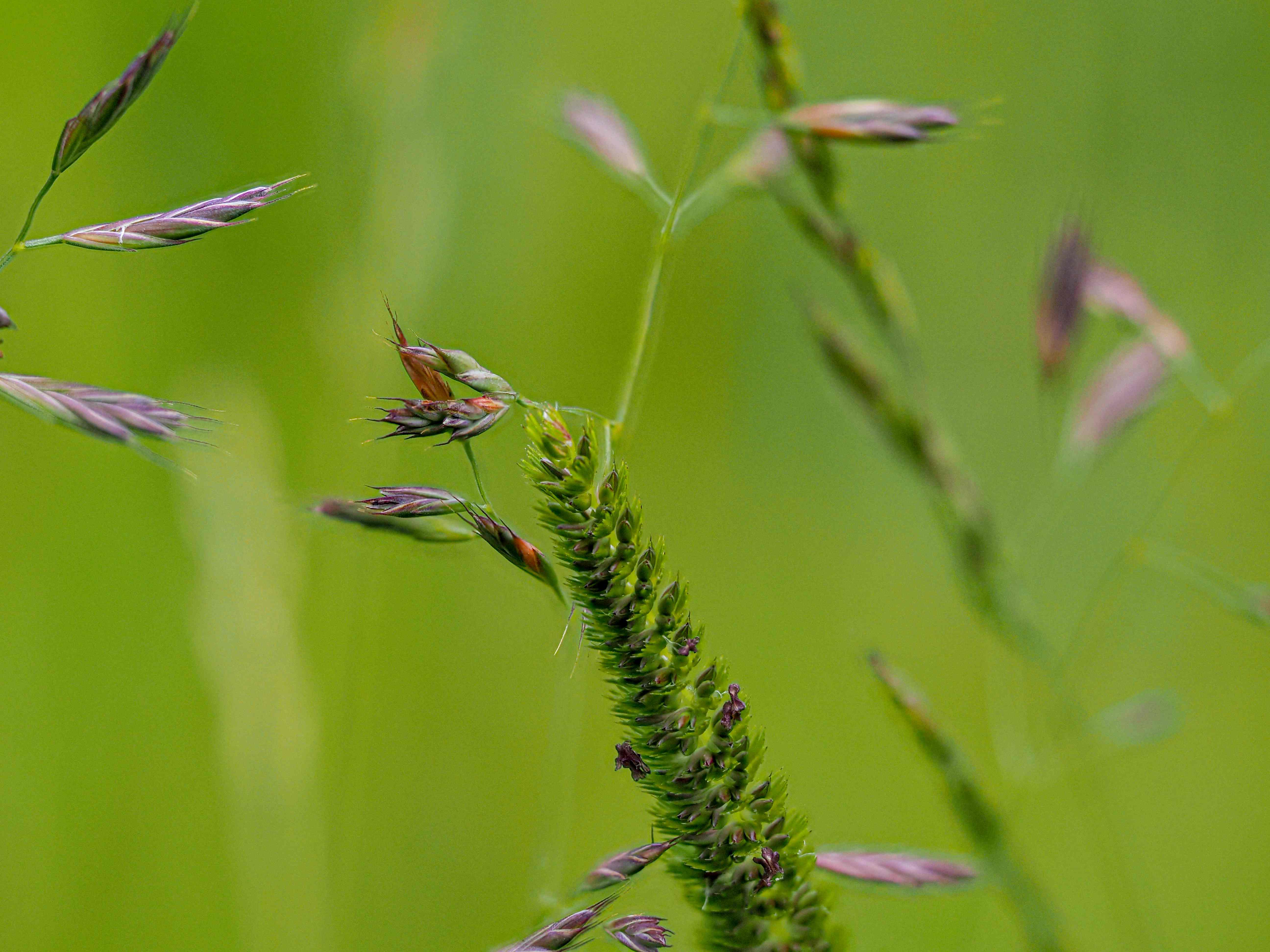 Bird Banner Placeholder