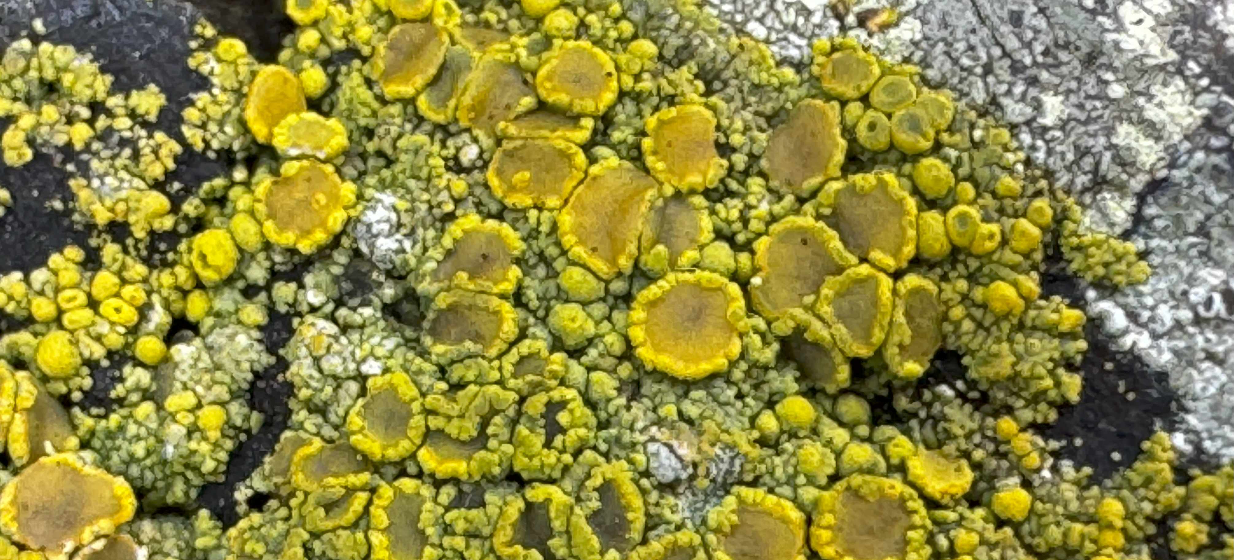 Bird Banner Placeholder