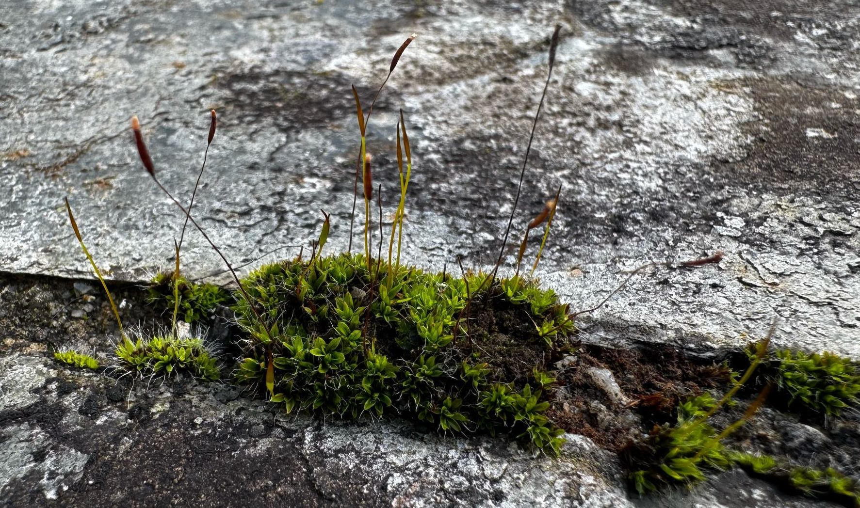 Bird Banner Placeholder