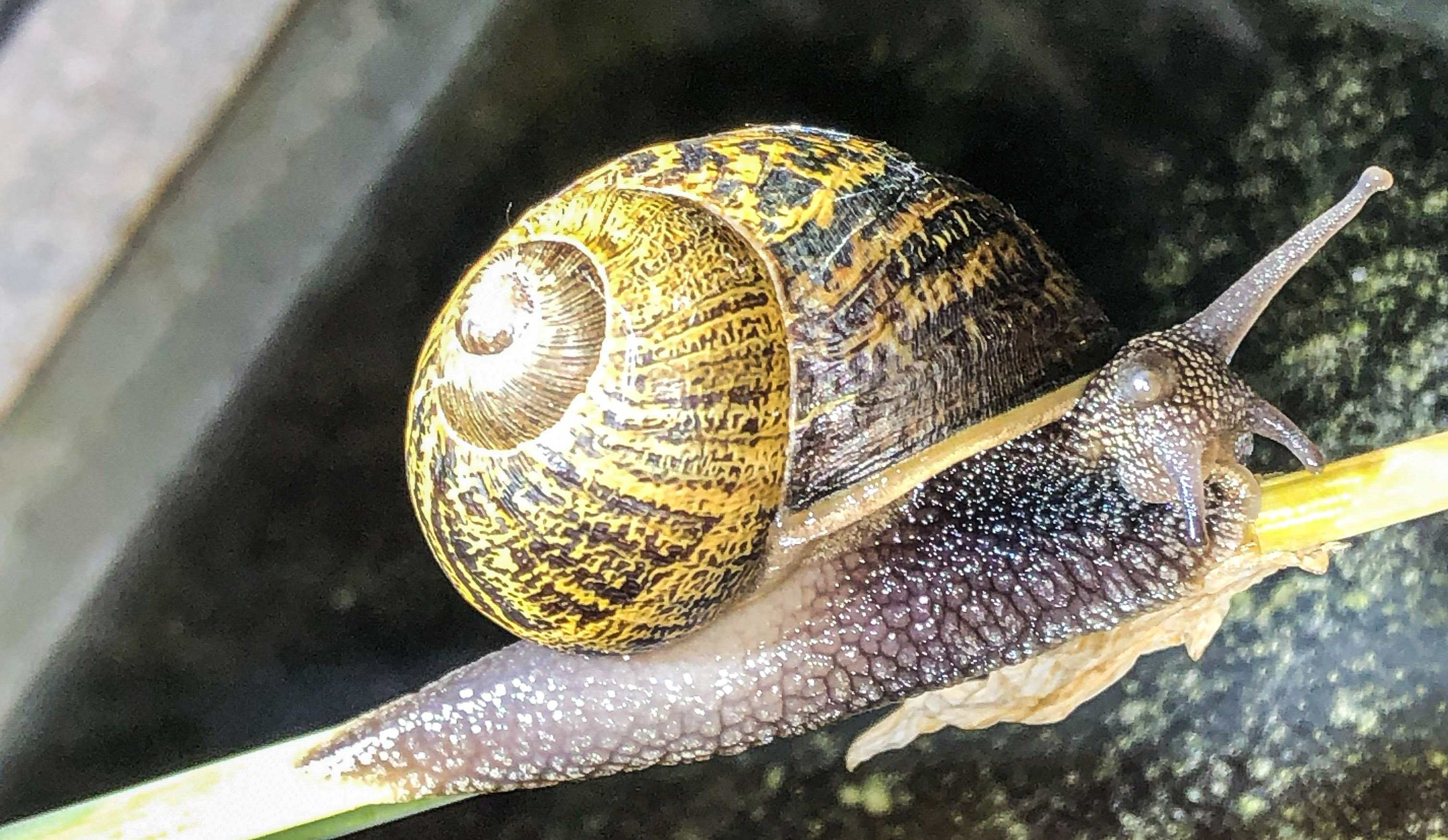 Bird Banner Placeholder