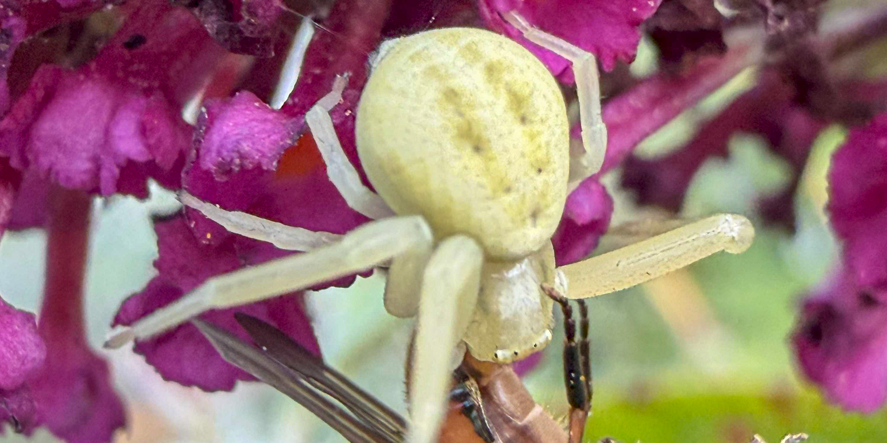 Spiders and Relatives Banner Placeholder