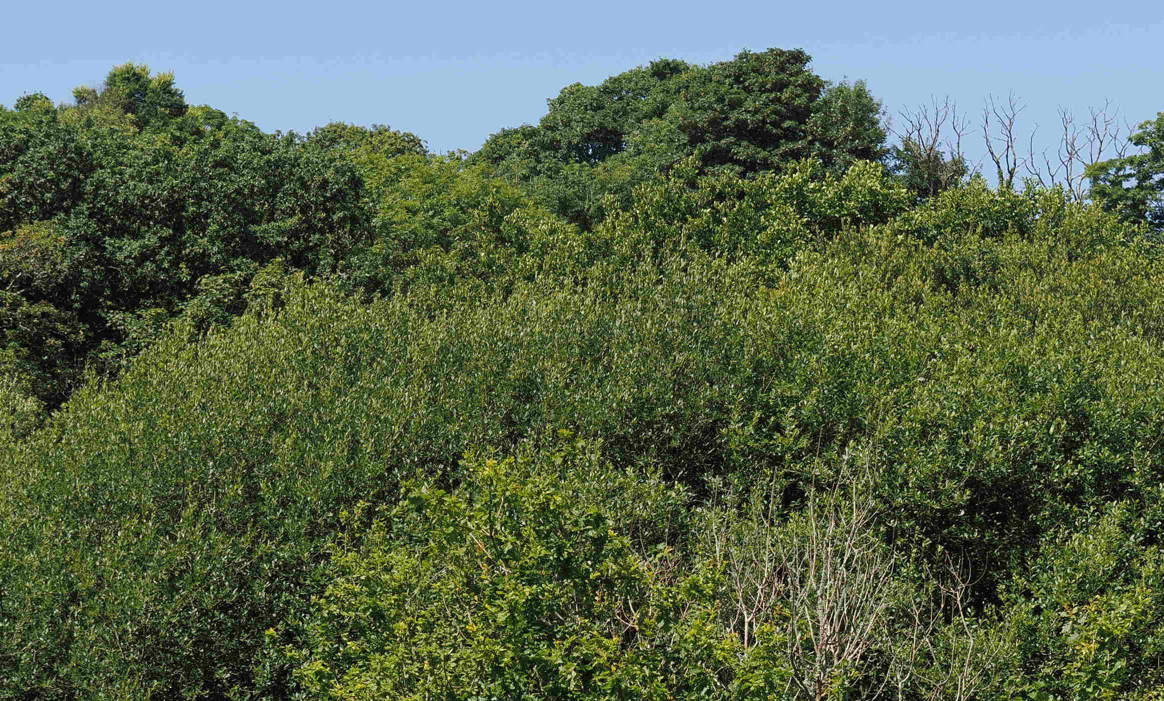 Bird Banner Placeholder