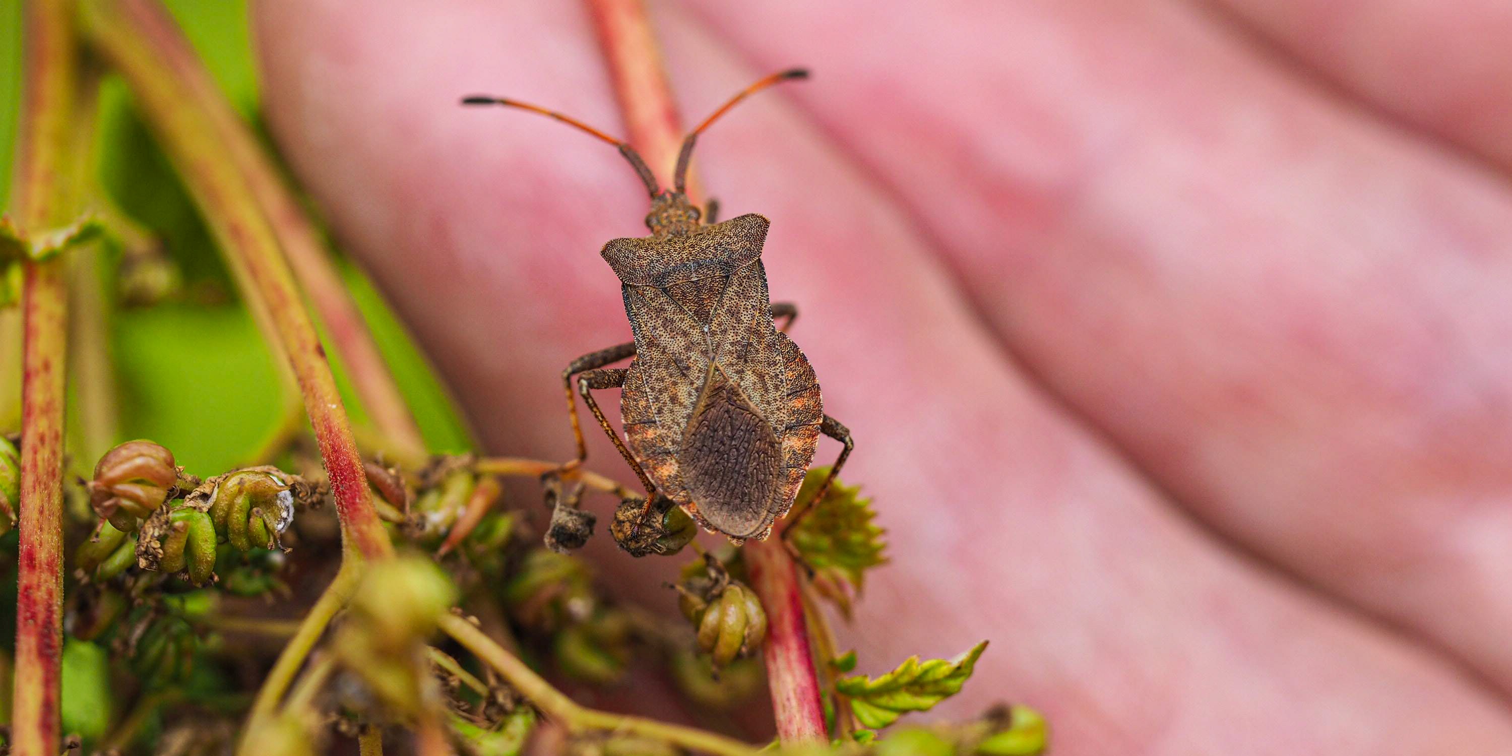 True Bugs and Hoppers Banner Placeholder