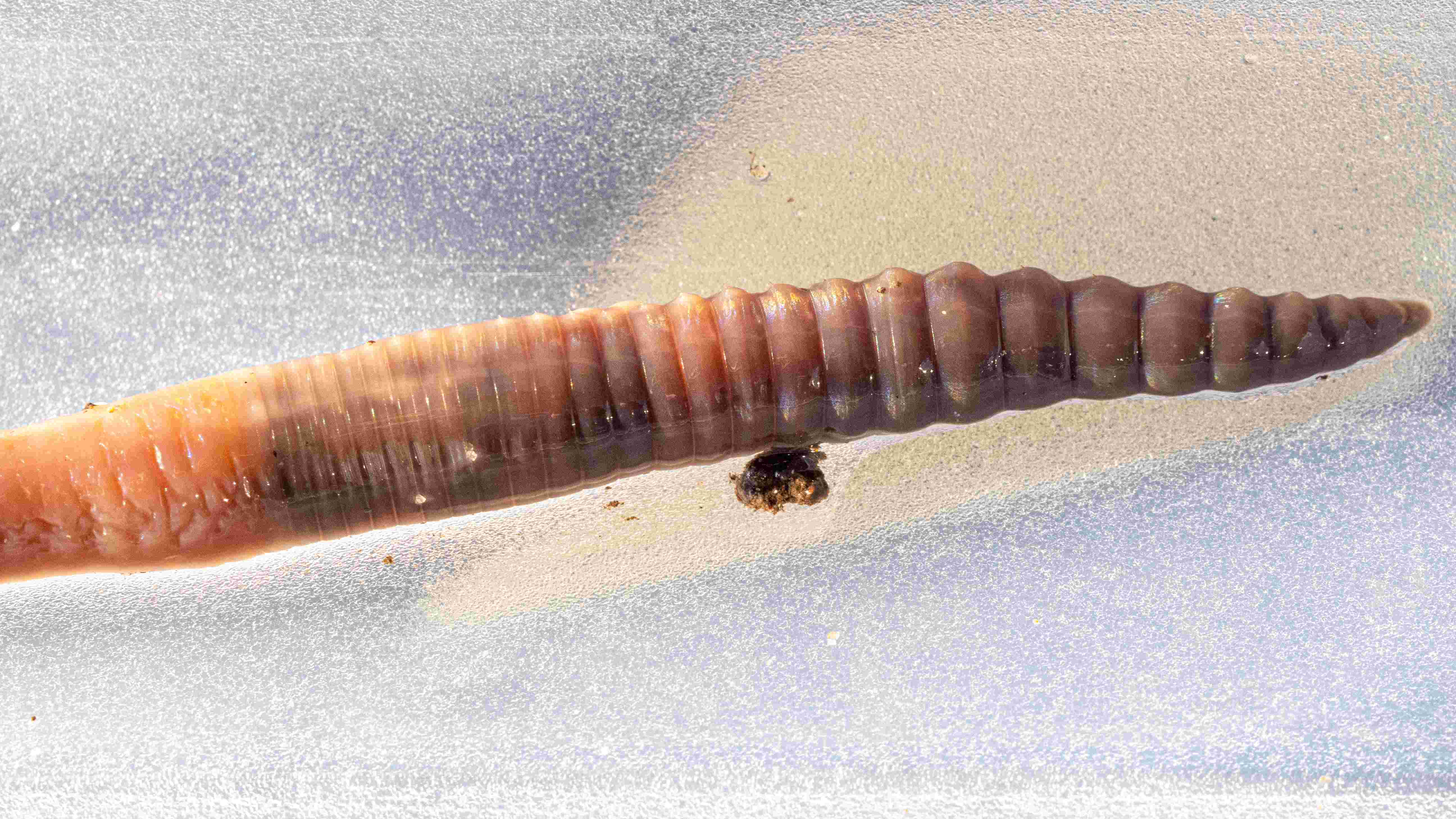 Earthworm Banner Placeholder