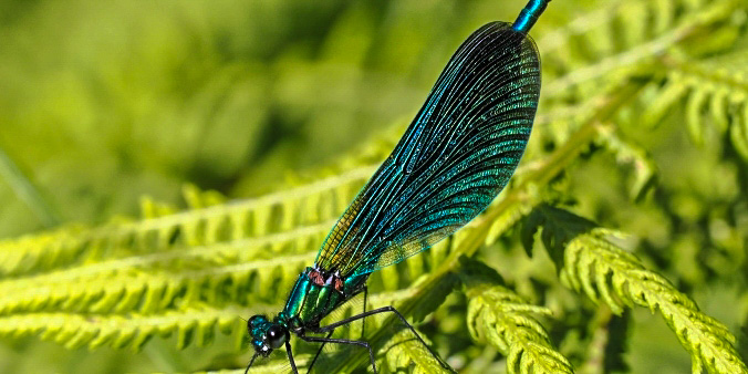 Dragonflies & Damselflies