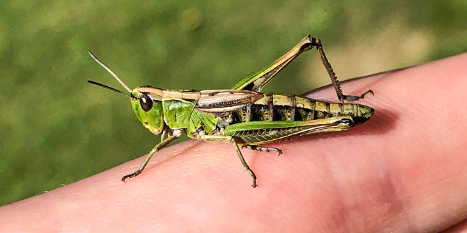 Grasshoppers & Crickets